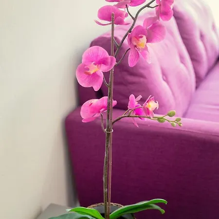 Apartment Andriana Centre Flat